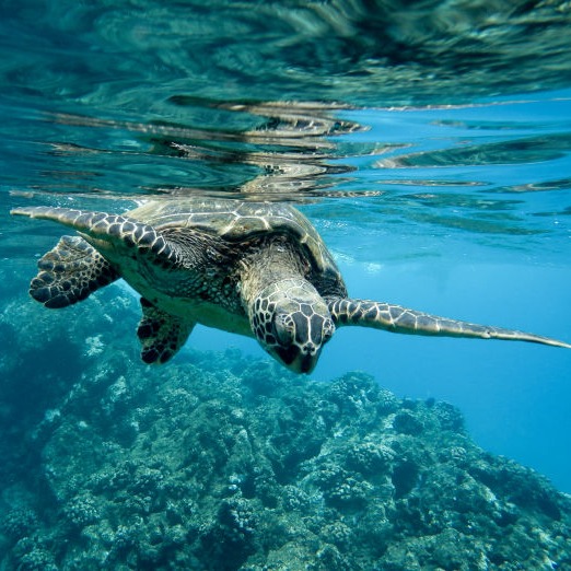 Diving - Diving Contractors